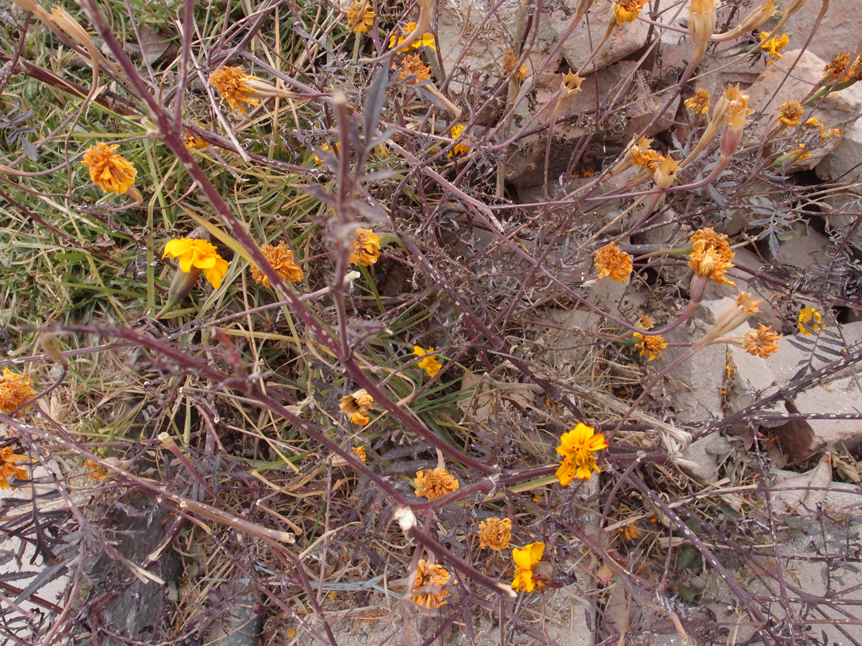 2018-01-16 12 Uhr - Im Shivapuri Nagarjun National Park (Nagi Gumba) (Foto) 